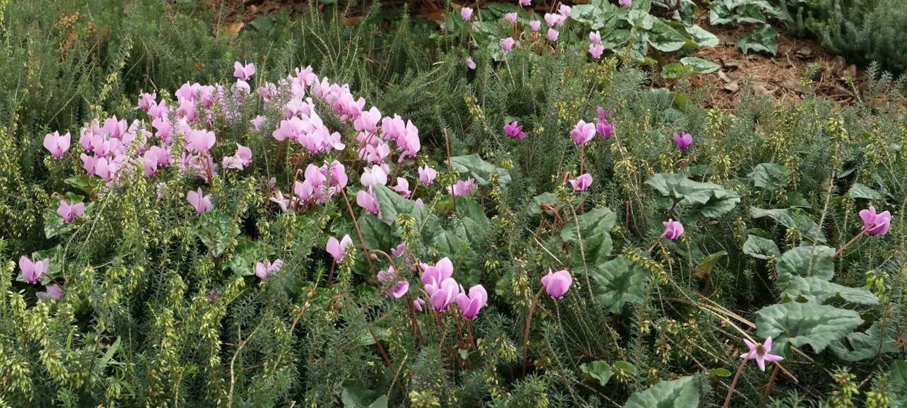 Image of Cyclamen hederifolium specimen.