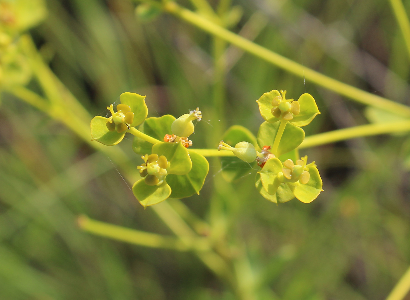 Изображение особи Euphorbia seguieriana.