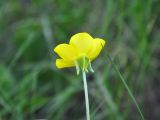 Ranunculus illyricus