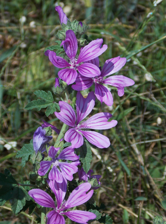 Изображение особи Malva sylvestris.