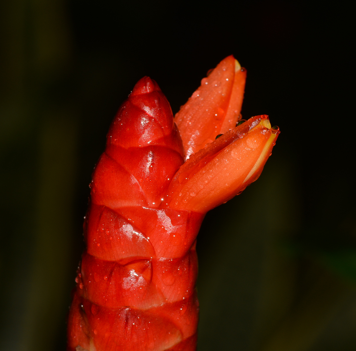 Изображение особи Costus woodsonii.