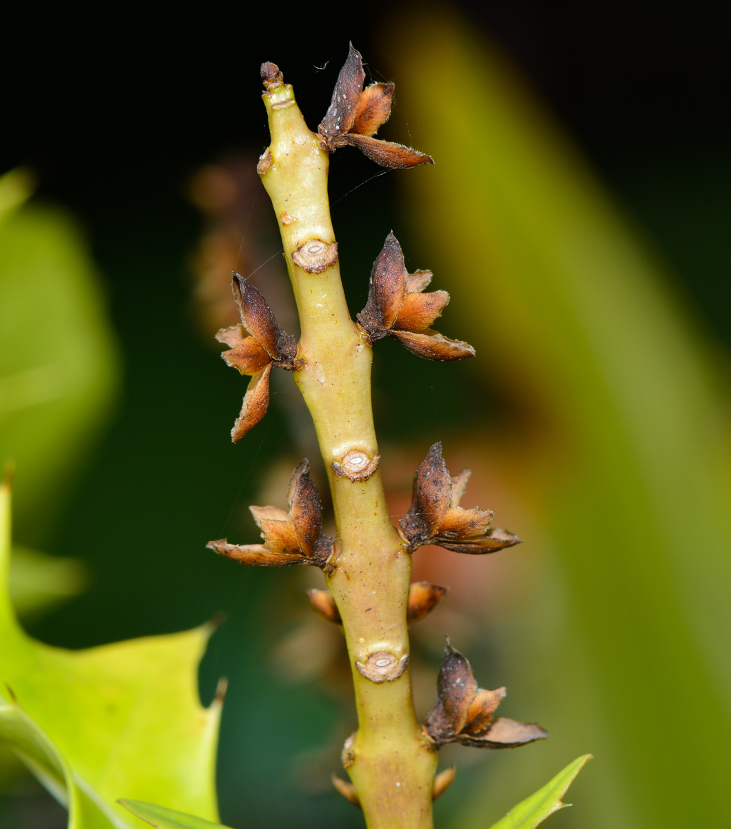 Изображение особи Acanthus ilicifolius.