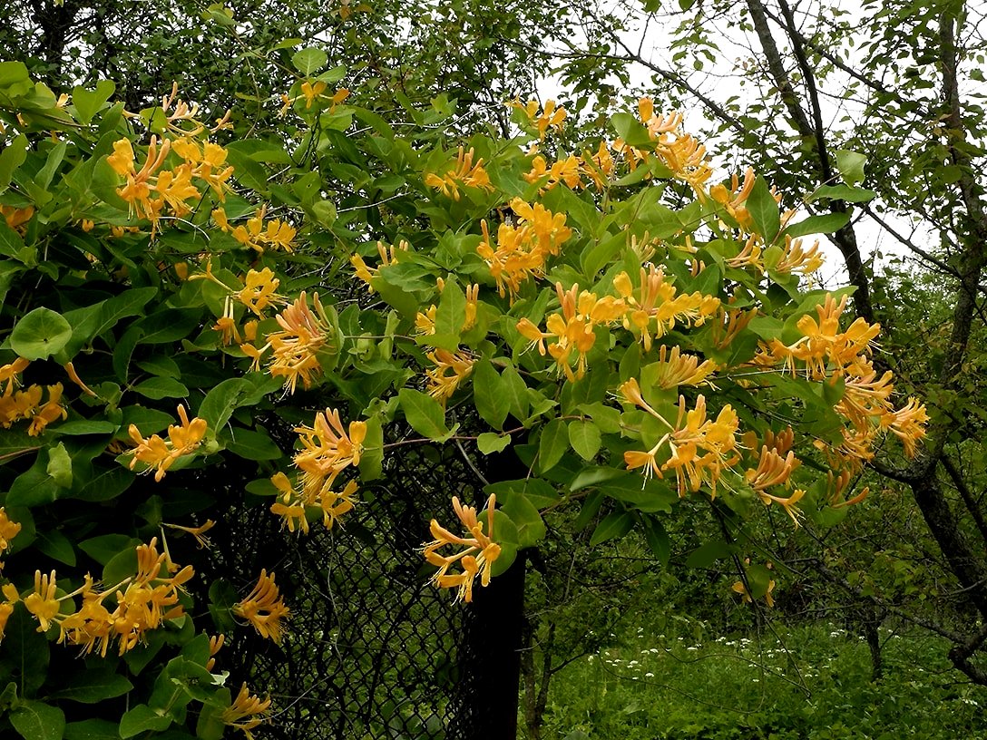 Image of Lonicera &times; tellmanniana specimen.