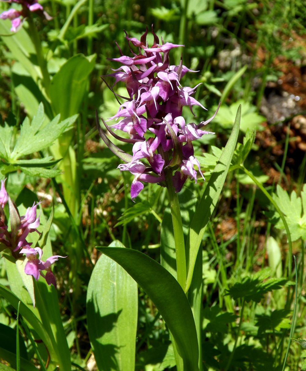 Изображение особи Dactylorhiza aristata.