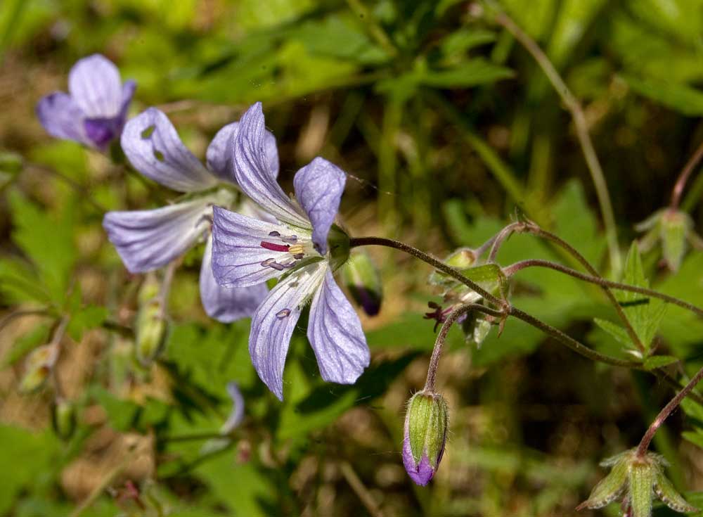 Image of Geranium igoschinae specimen.