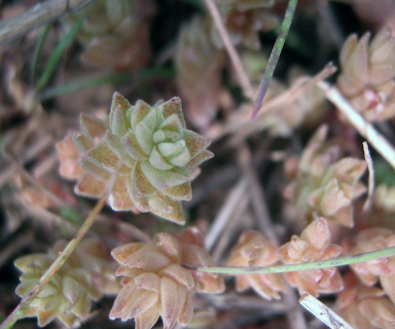 Изображение особи Macrosepalum tetramerum.