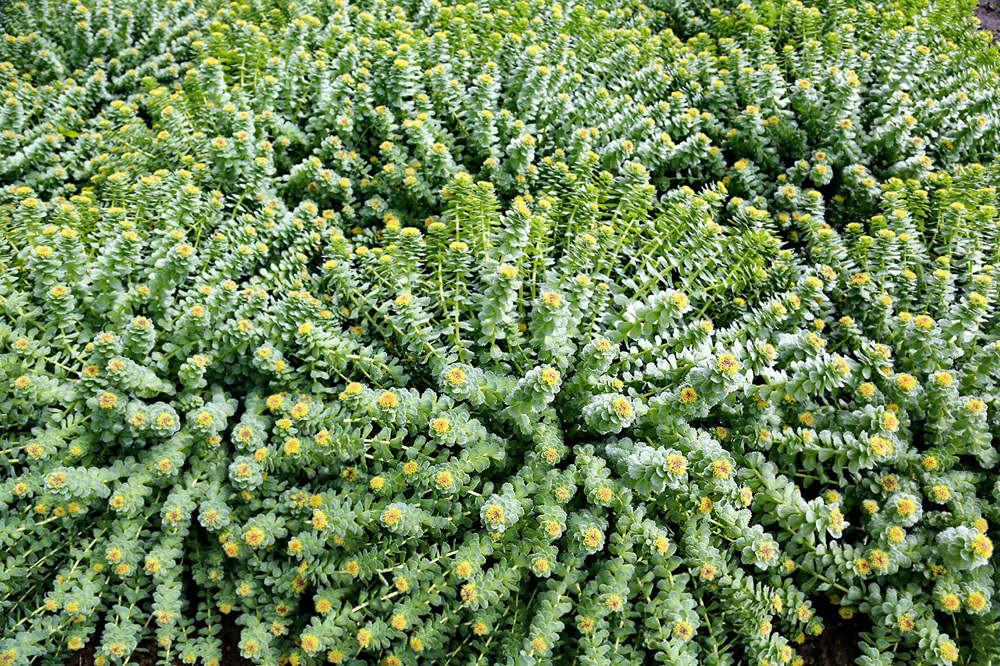 Image of Rhodiola rosea specimen.