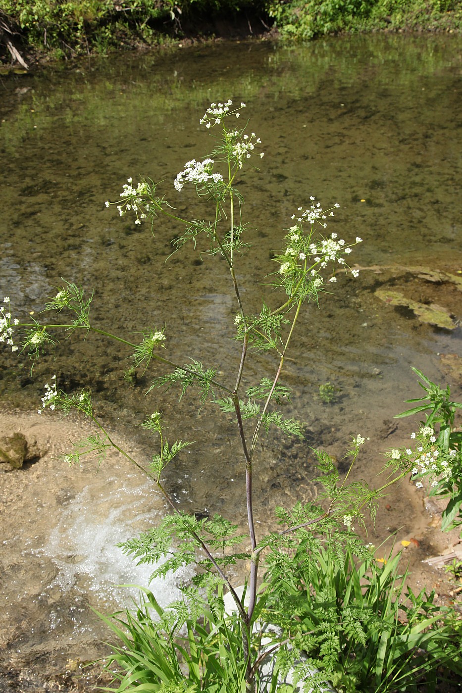 Изображение особи Chaerophyllum prescottii.