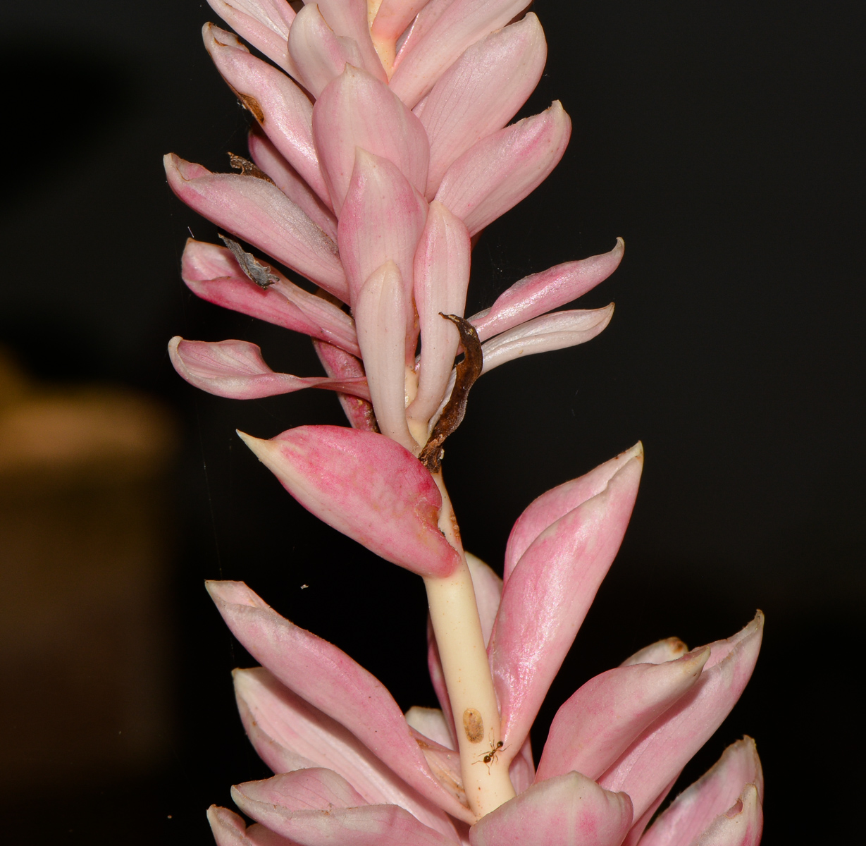 Image of Alpinia purpurata specimen.