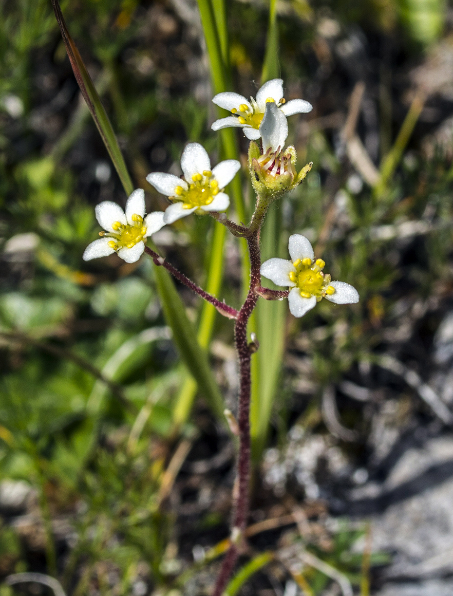 Изображение особи Saxifraga cartilaginea.