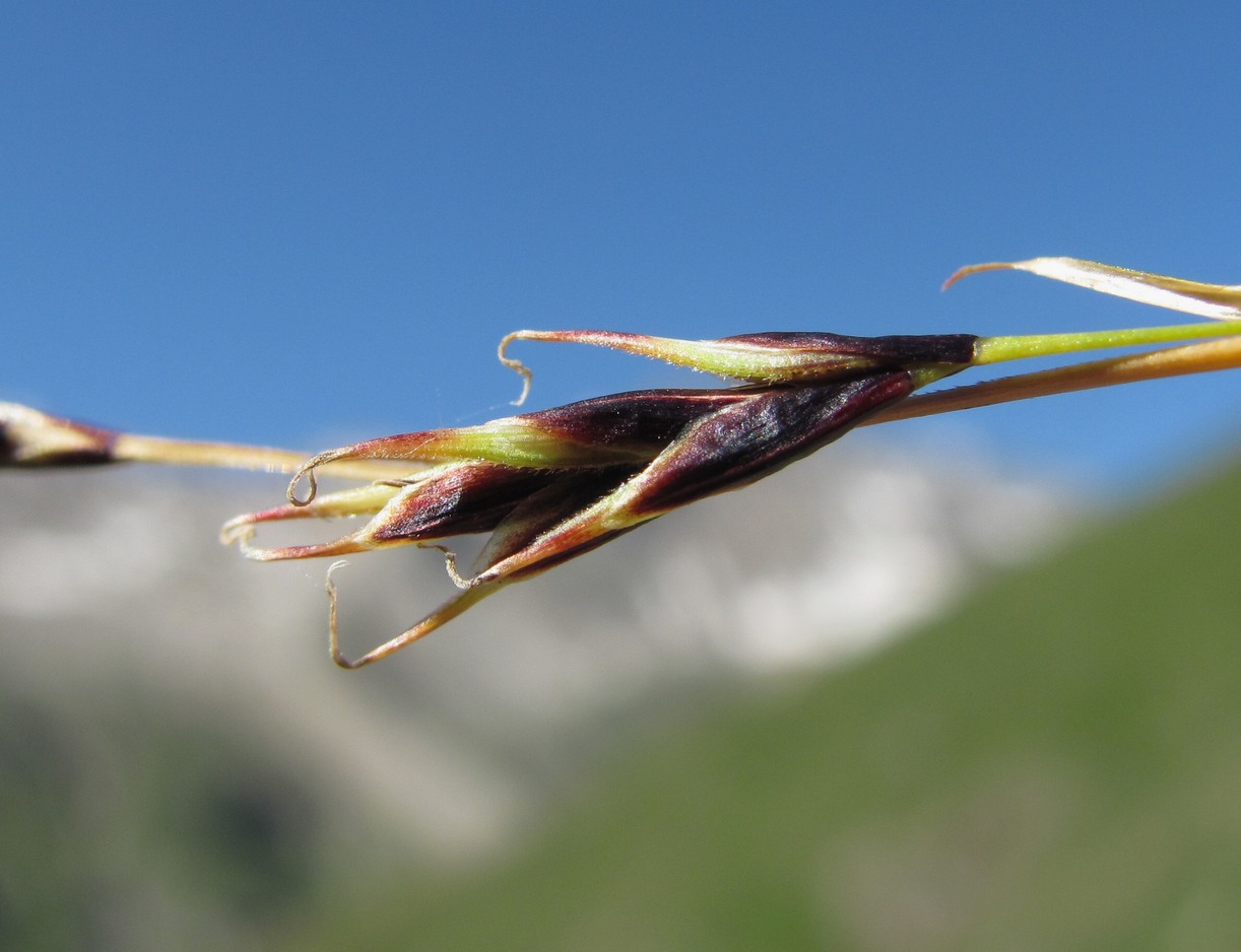 Image of Carex tristis specimen.