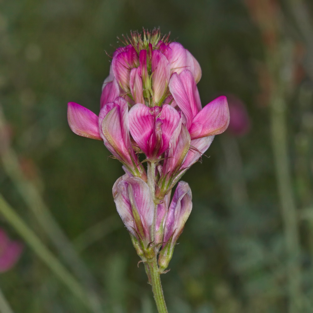 Изображение особи Hedysarum songoricum.
