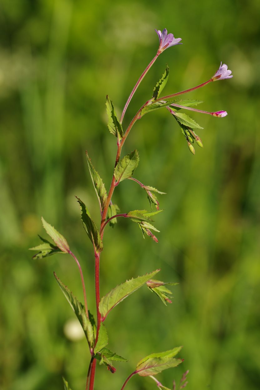 Изображение особи Epilobium montanum.