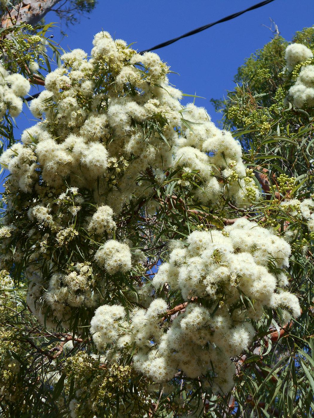 Image of Angophora costata specimen.