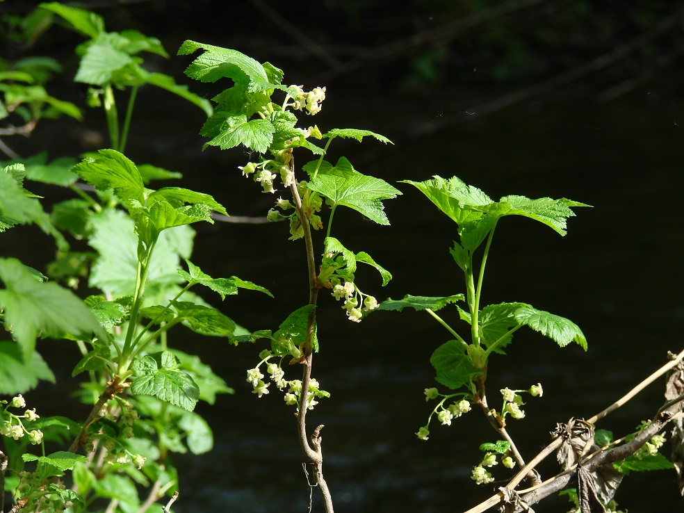 Image of Ribes spicatum specimen.