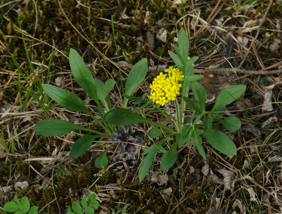 Image of Patrinia sibirica specimen.