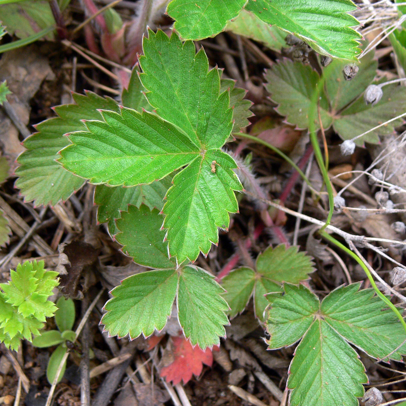 Изображение особи Fragaria vesca.