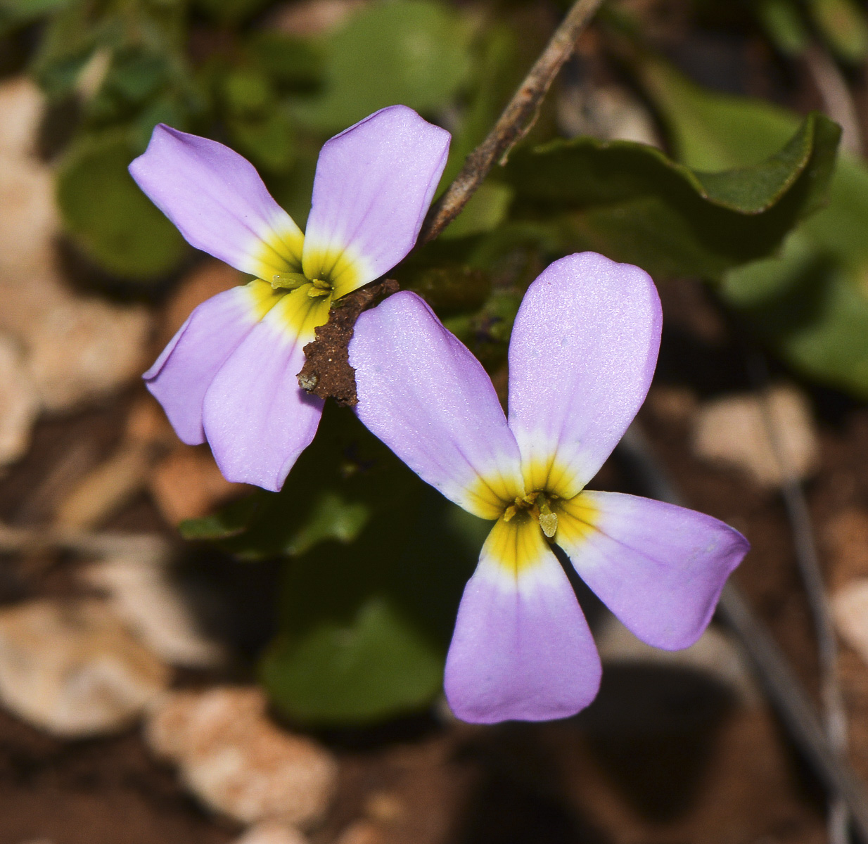 Изображение особи Malcolmia crenulata.