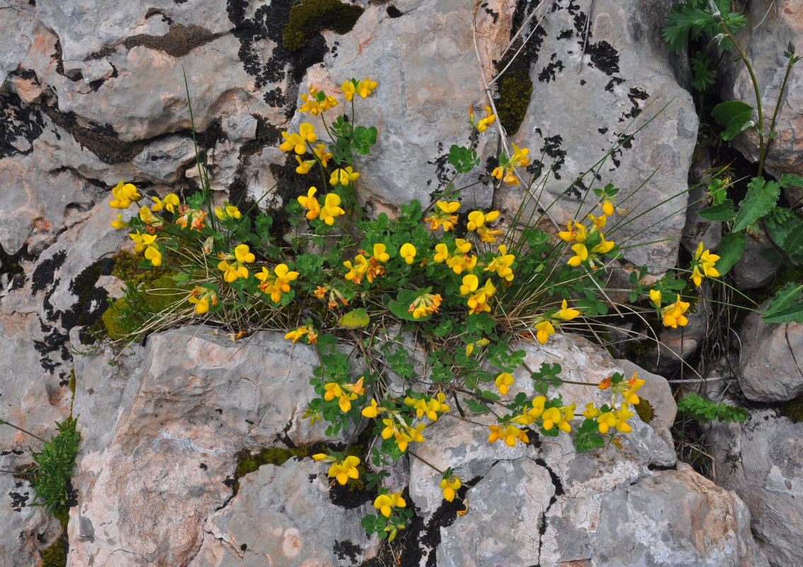 Image of Lotus caucasicus specimen.