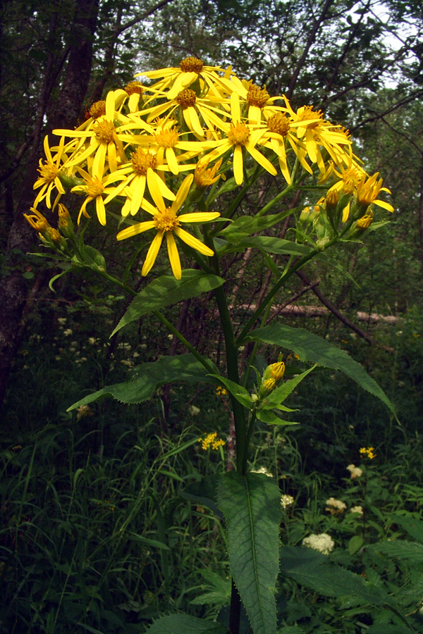 Изображение особи Senecio nemorensis.