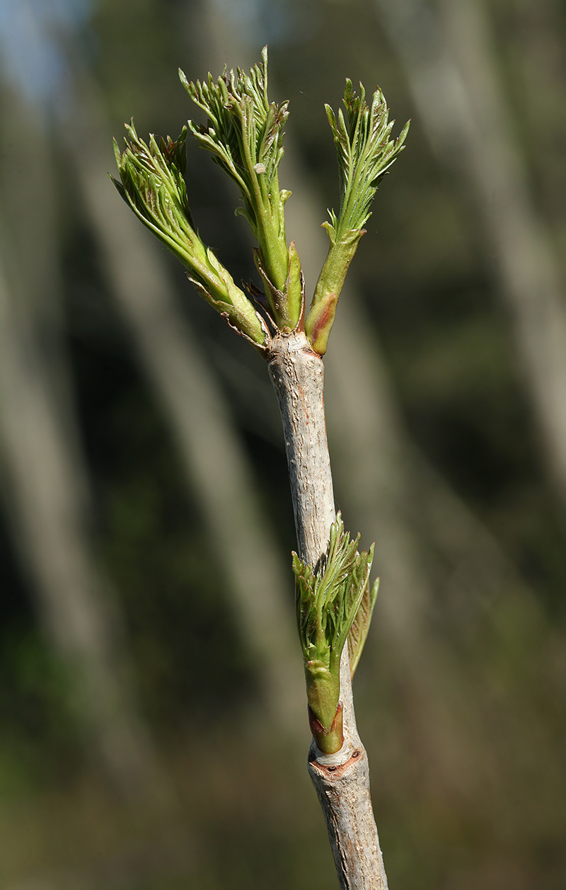 Image of Acer platanoides specimen.