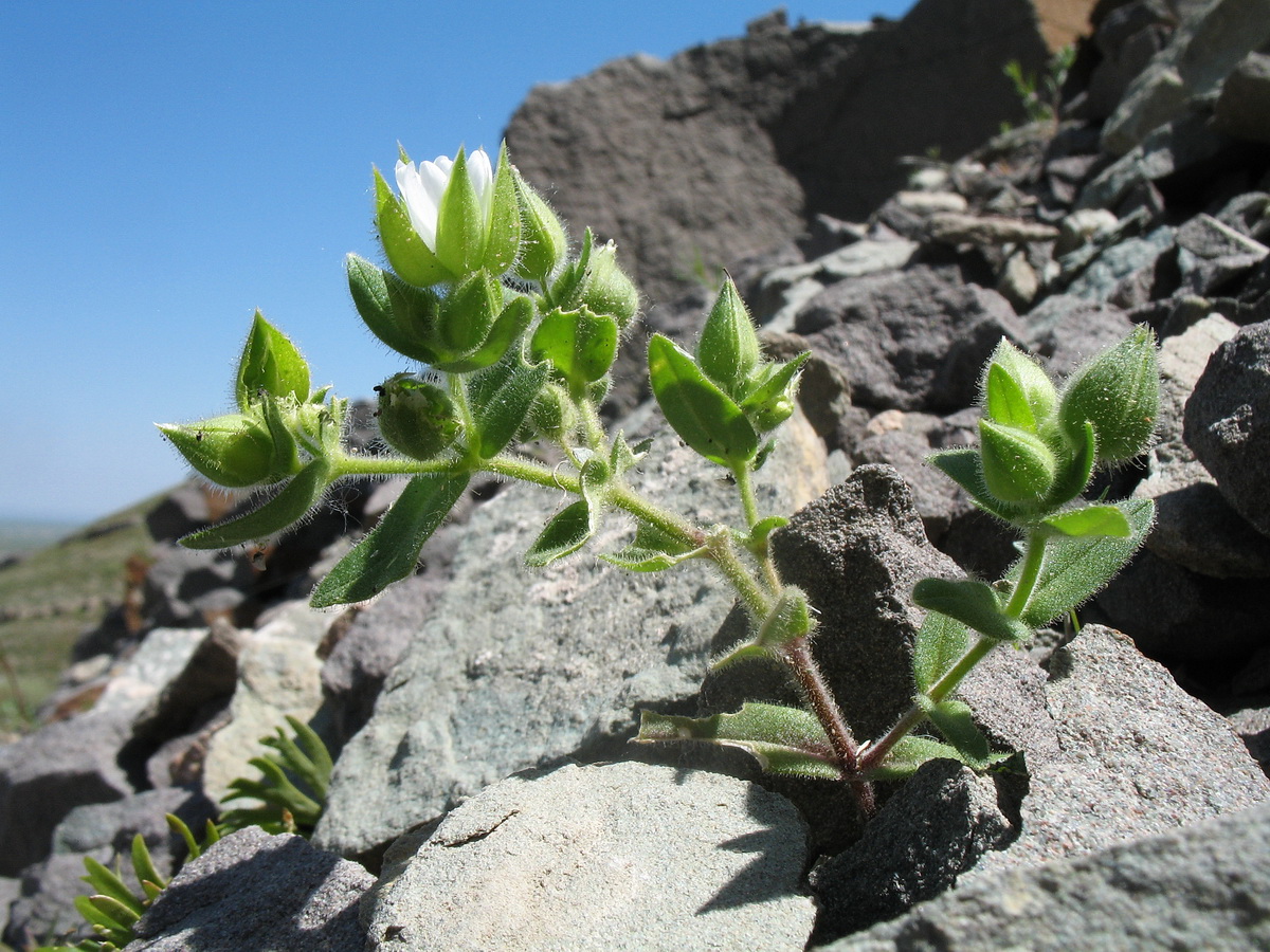 Image of Cerastium inflatum specimen.