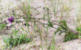 Centaurea scabiosa. Цветущее растение. Карелия, Заонежье, песчаный пляж. 25.07.2017.