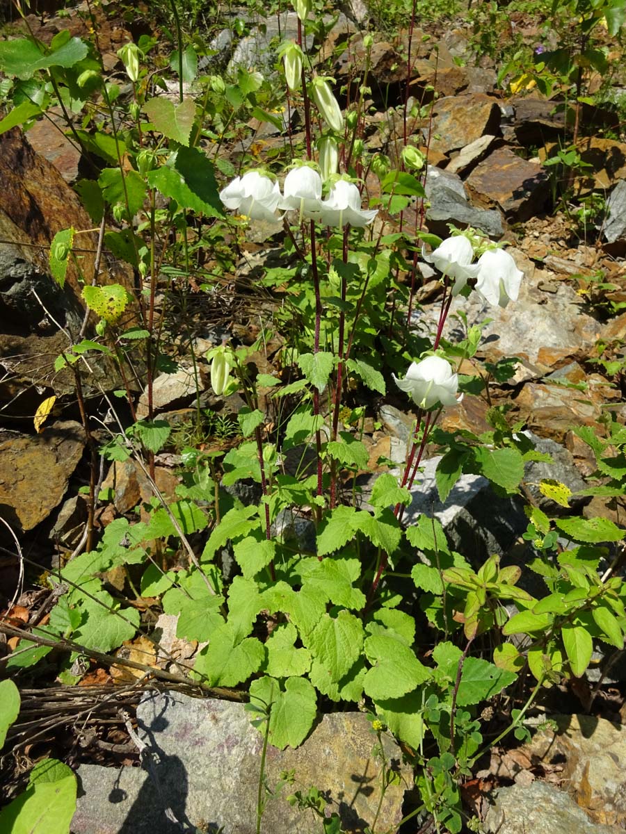 Изображение особи Campanula leskovii.