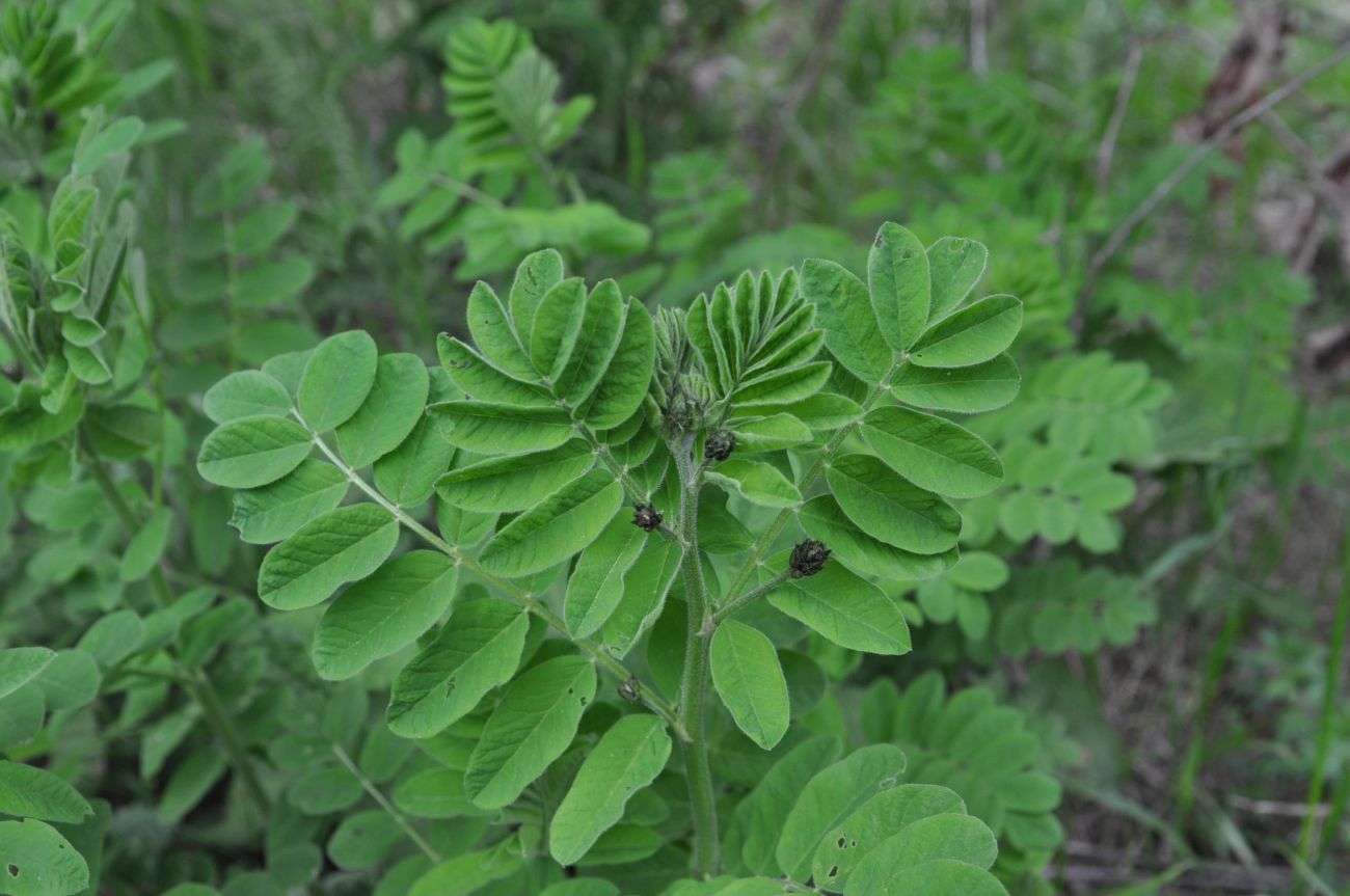 Изображение особи семейство Fabaceae.