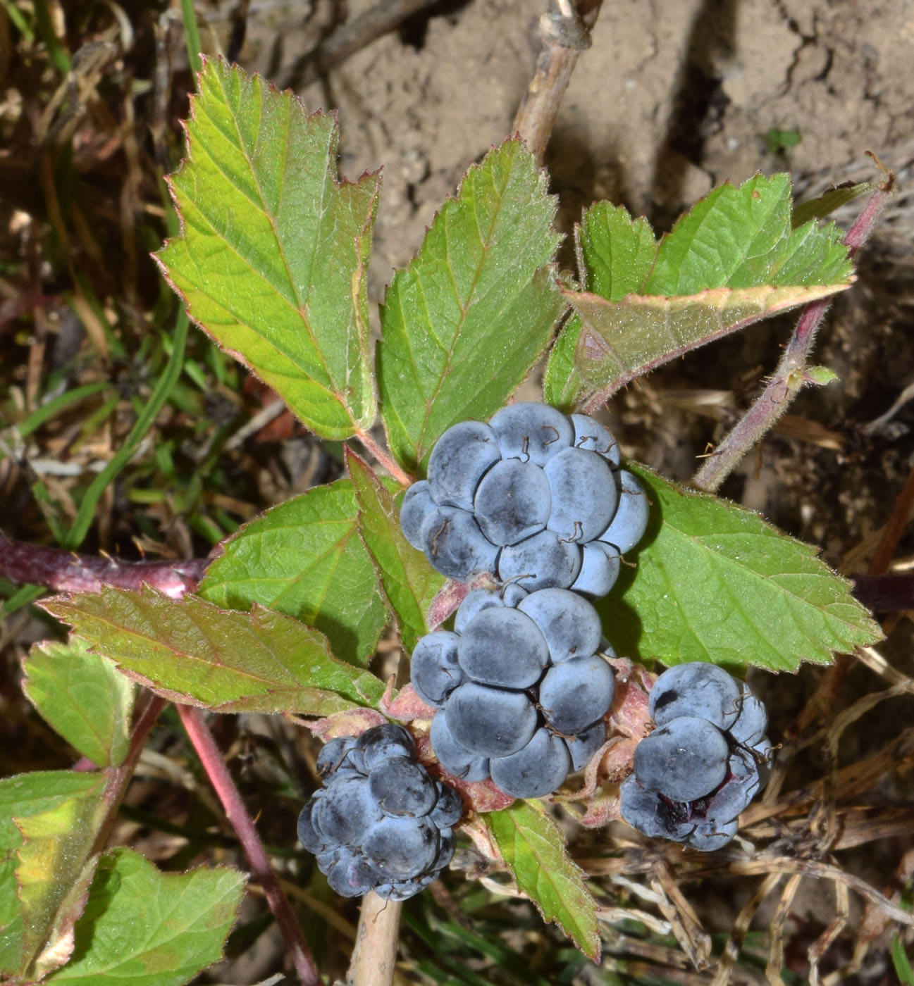 Image of Rubus caesius specimen.