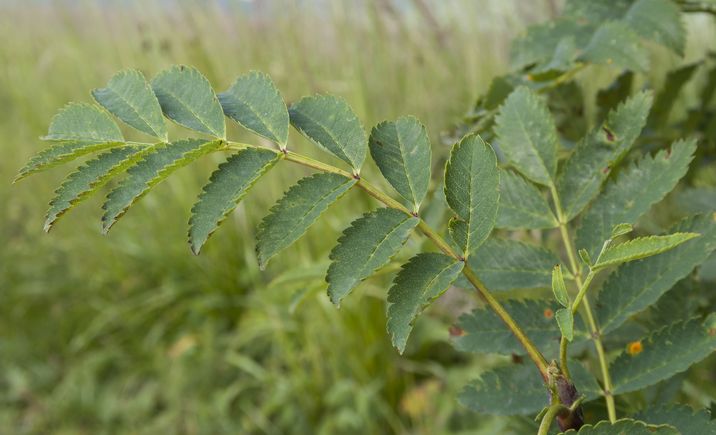 Изображение особи Sorbus aucuparia.