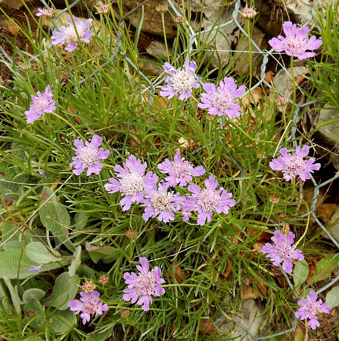 Image of Lomelosia graminifolia specimen.