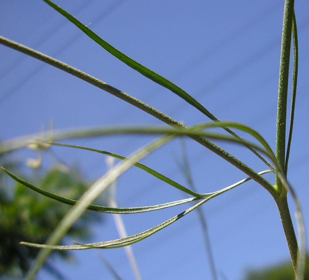 Image of Delphinium consolida specimen.