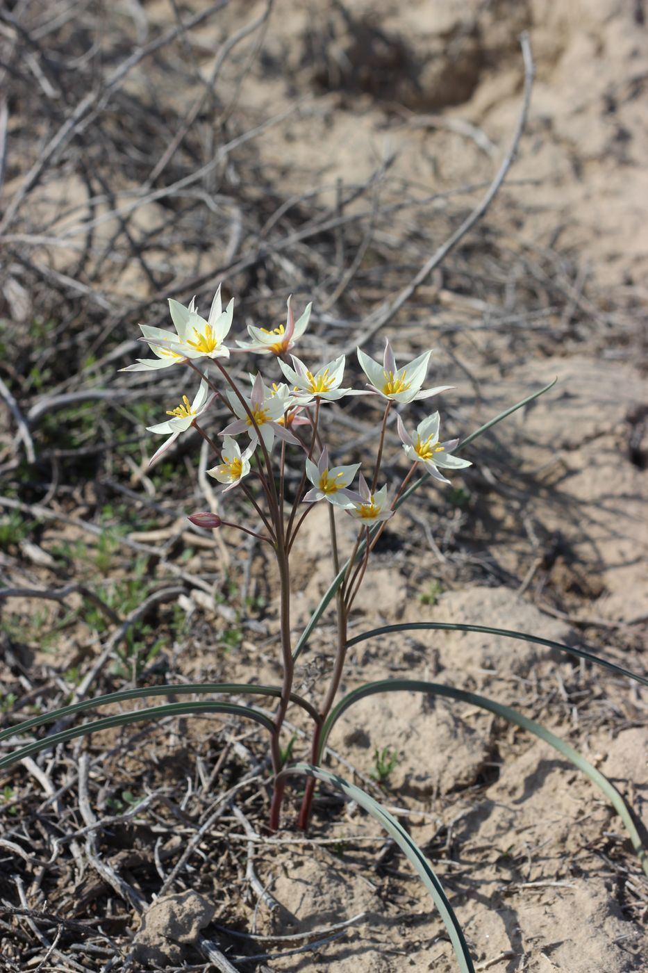 Image of Tulipa buhseana specimen.