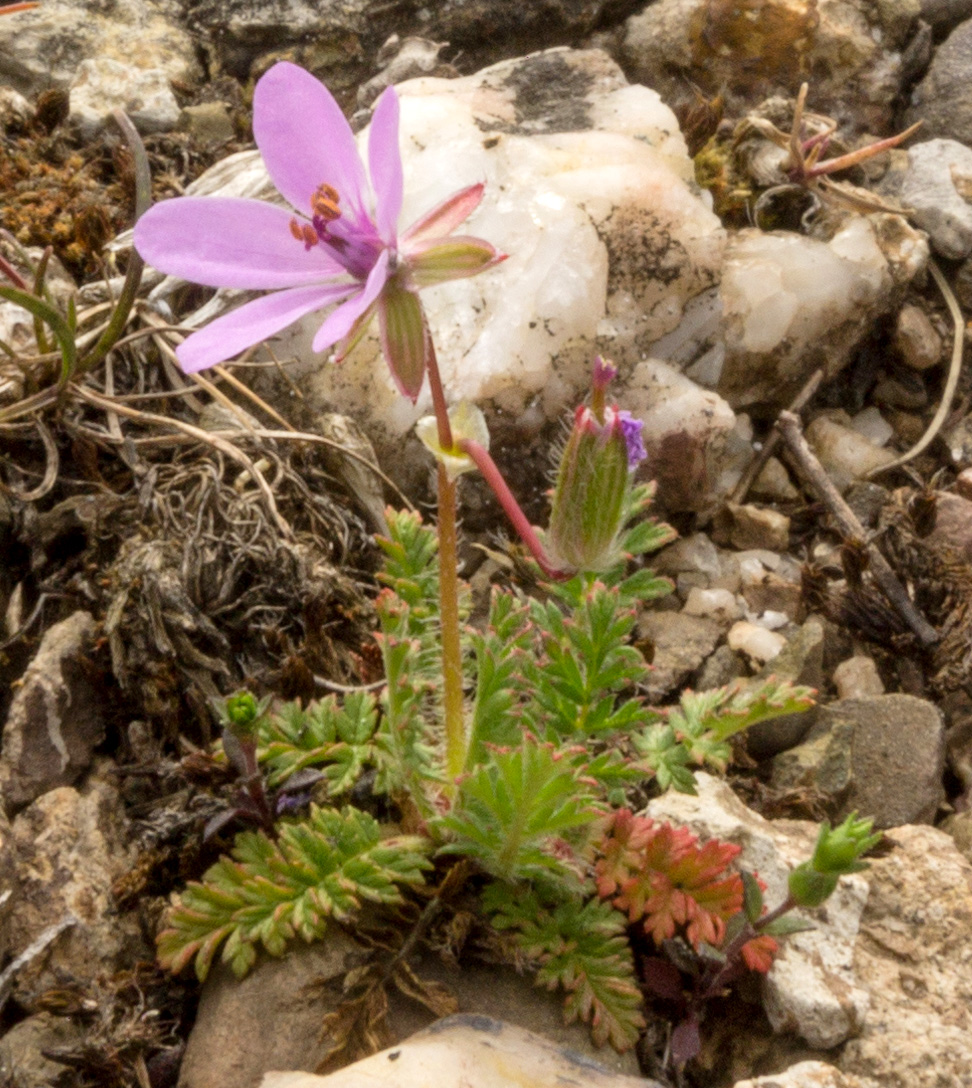 Image of Erodium cicutarium specimen.