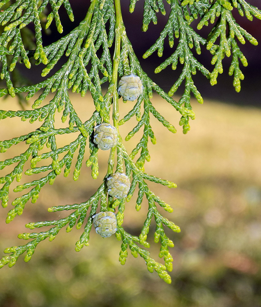 Image of Chamaecyparis lawsoniana specimen.