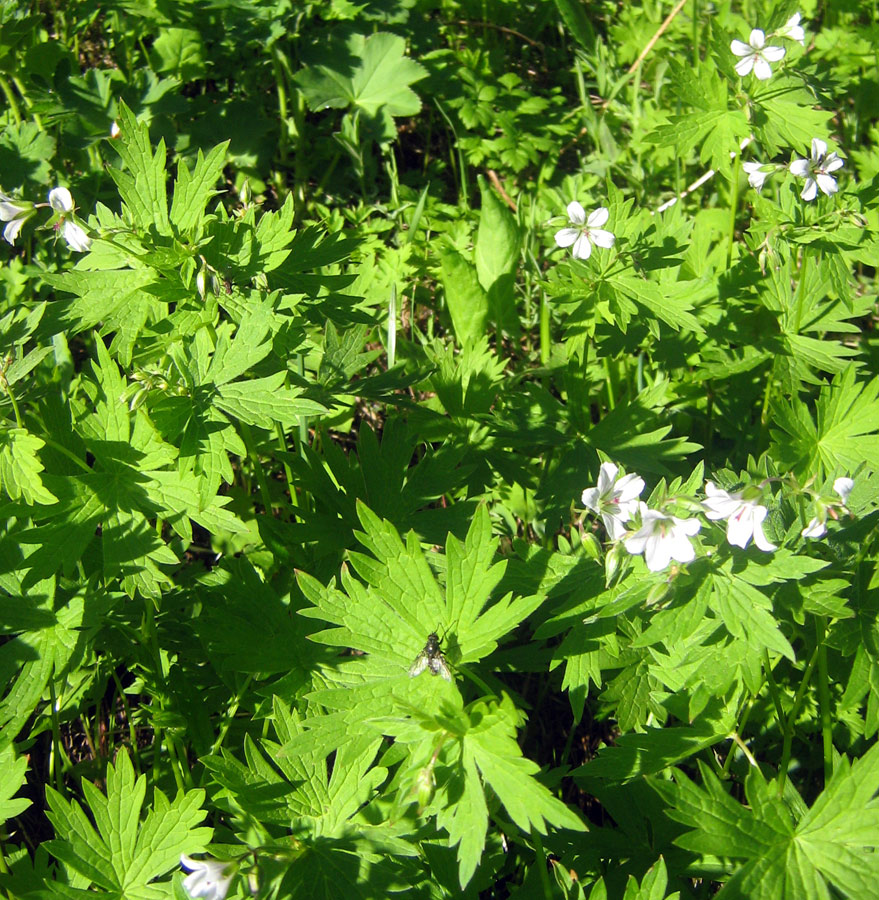 Изображение особи Geranium albiflorum.