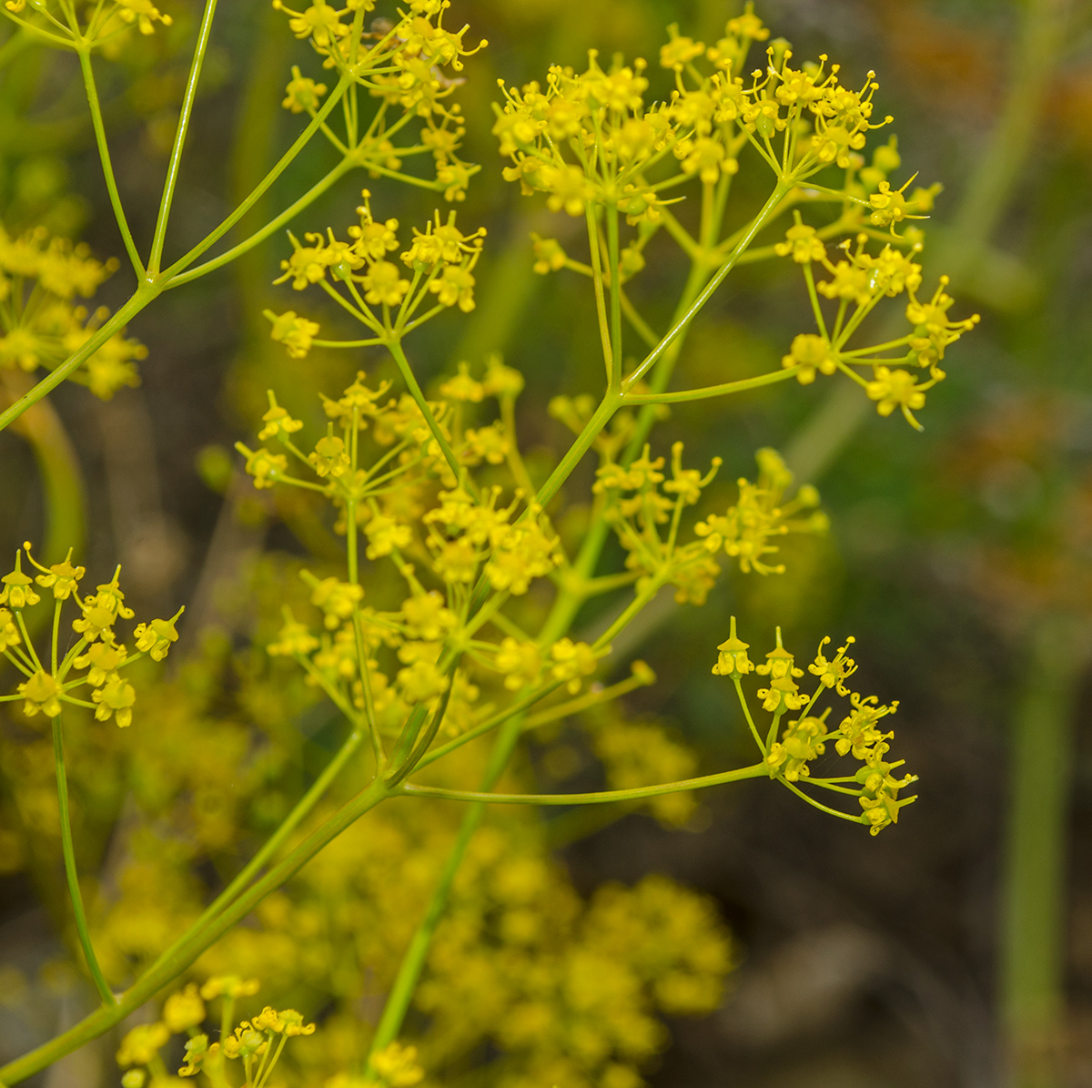 Image of Ferula caspica specimen.