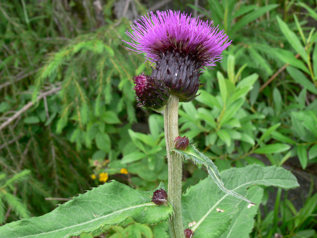 Image of Cirsium helenioides specimen.