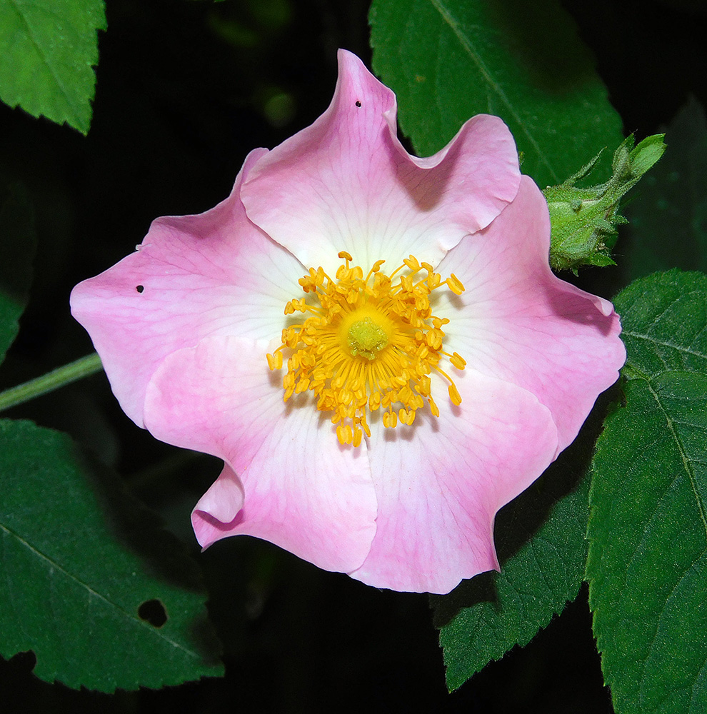 Image of Rosa corymbifera var. tomentosa specimen.