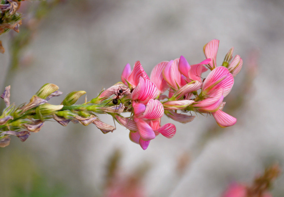 Изображение особи Onobrychis arenaria.