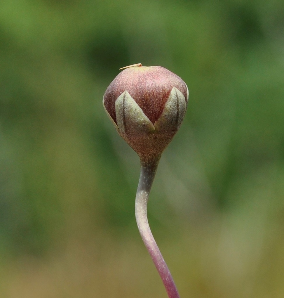 Image of Cyclamen persicum specimen.