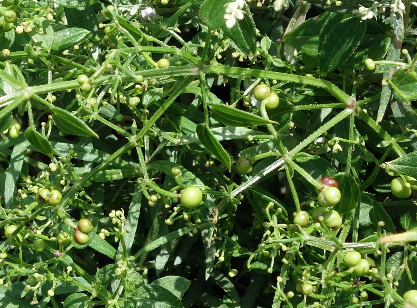 Image of Rubia cordifolia specimen.