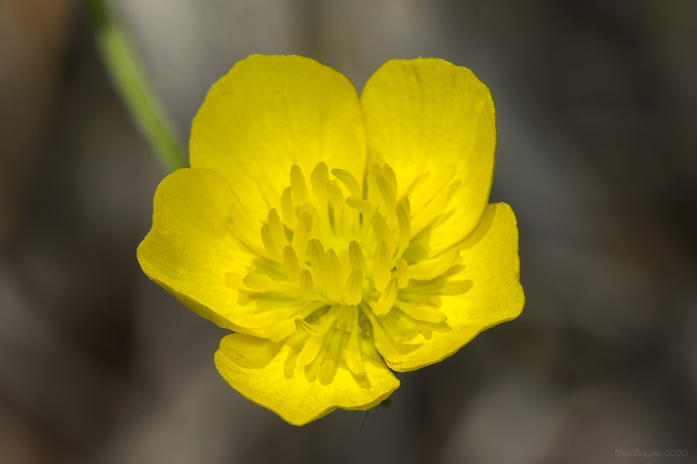 Image of Ranunculus neapolitanus specimen.