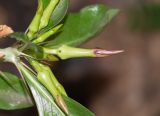 Pachypodium saundersii. Бутоны на верхушке побега. Намибия, регион Khoma, г. Виндхук, территория гостиницы. 20.02.2020.