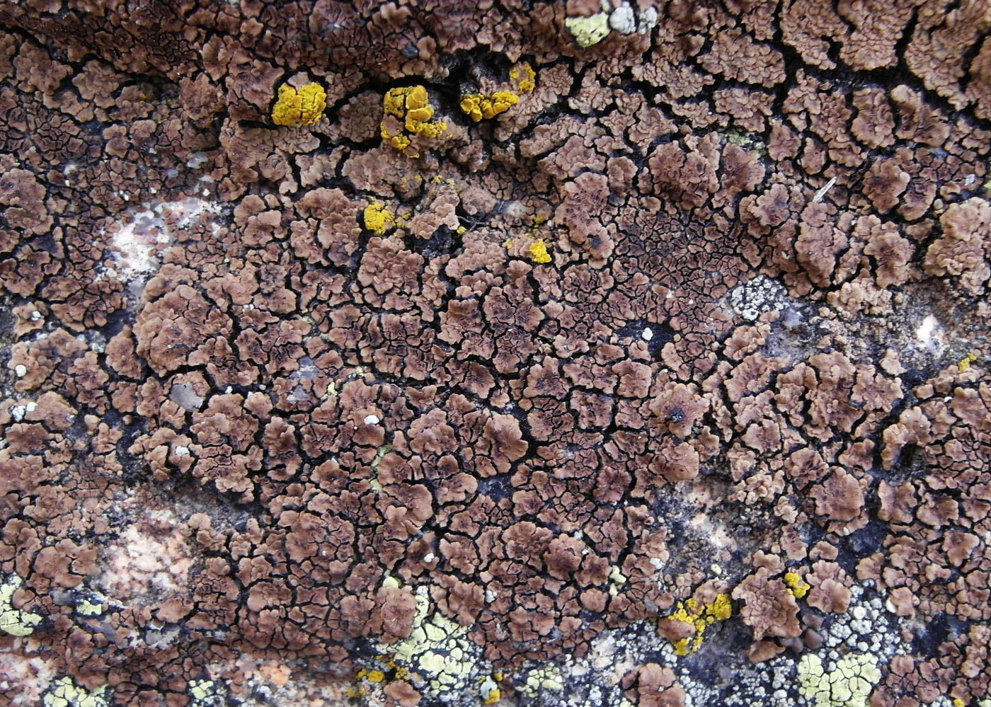 Image of Acarospora fuscata specimen.