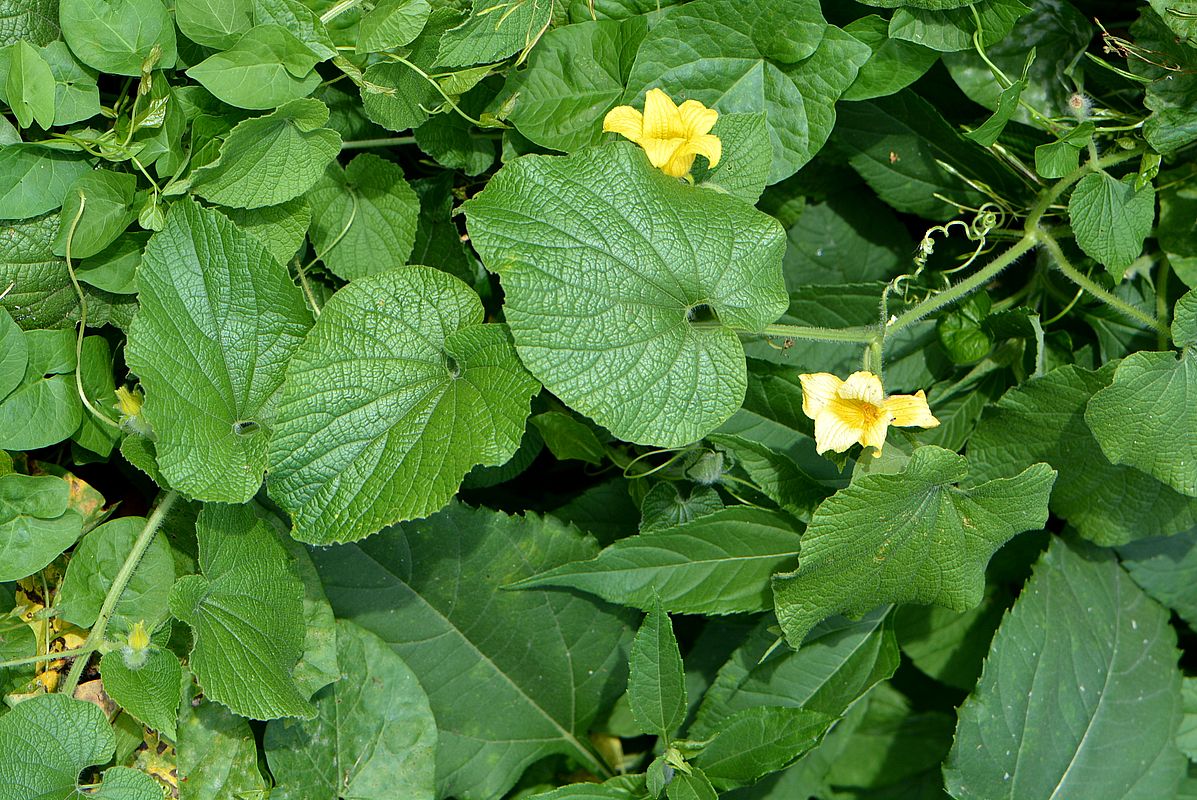 Image of Thladiantha dubia specimen.