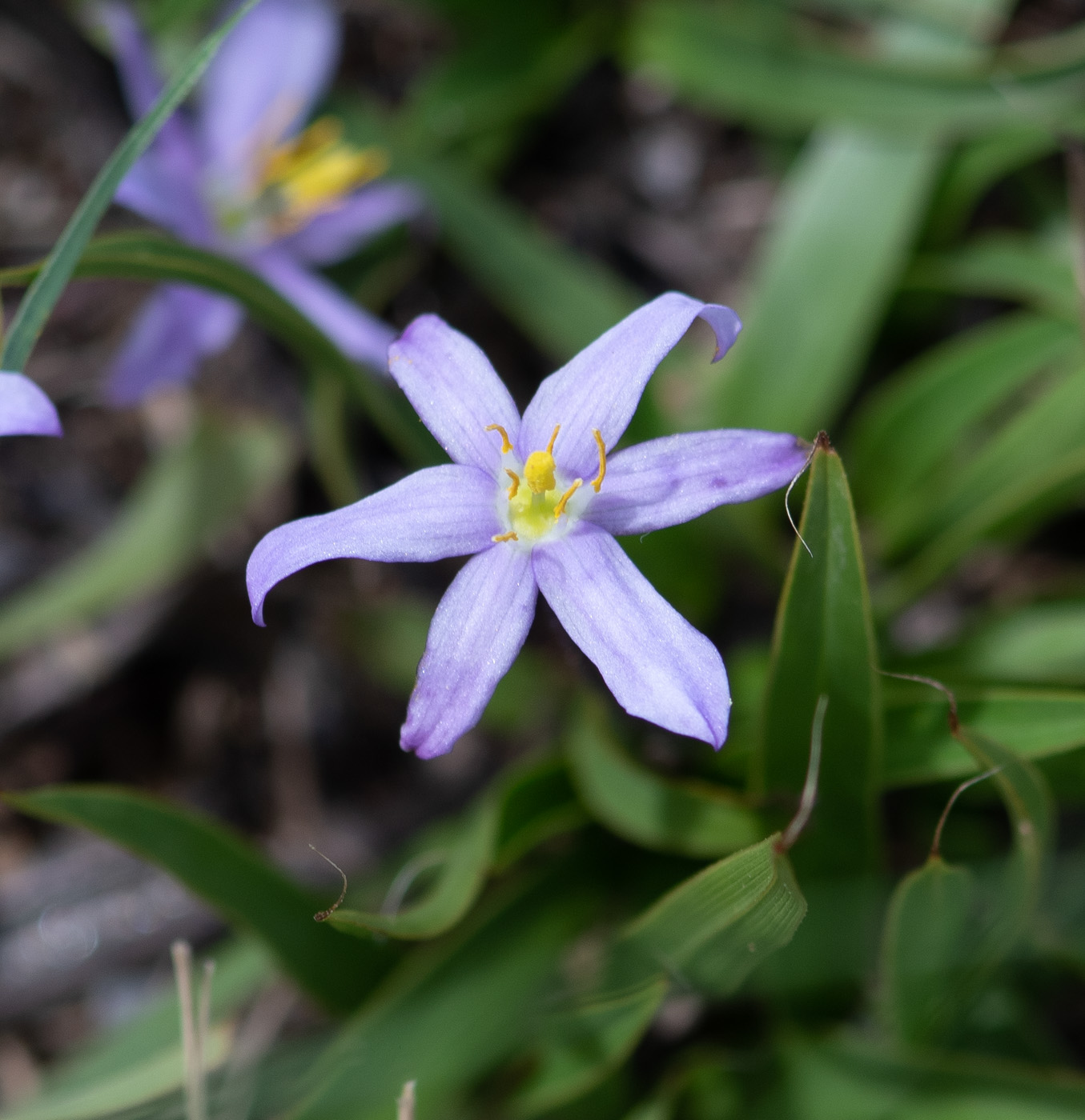 Изображение особи Xerophyta humilis.