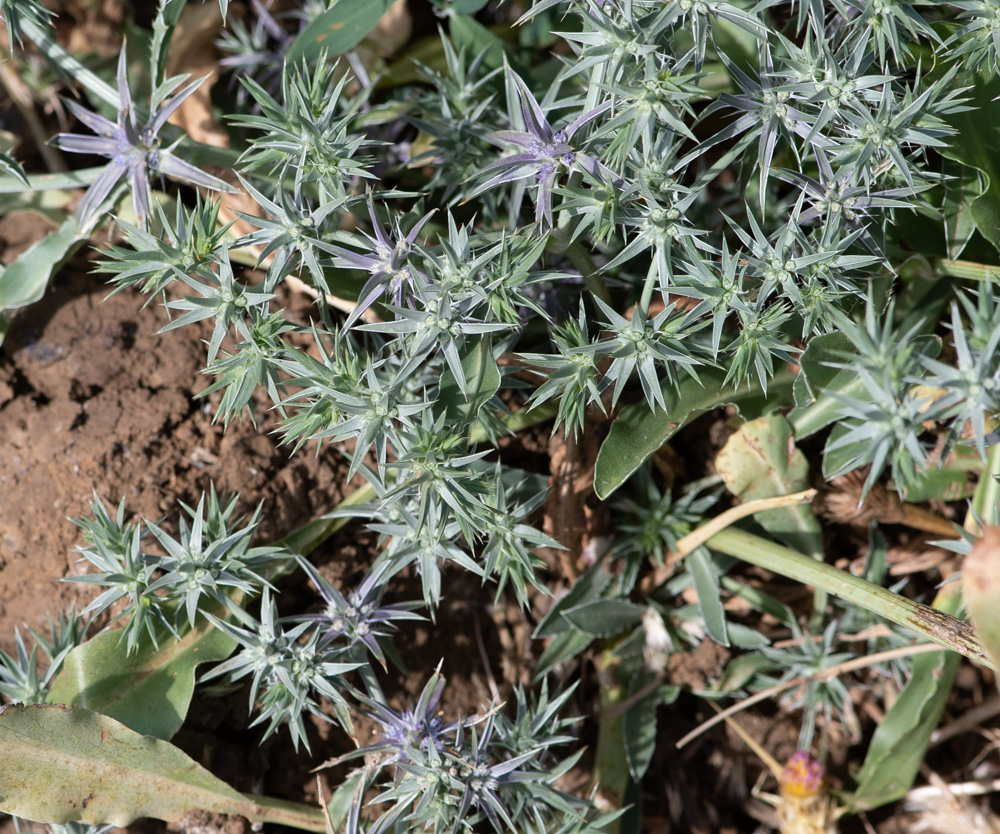 Image of Eryngium pusillum specimen.