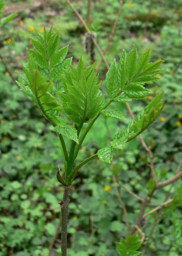 Image of Fraxinus excelsior specimen.